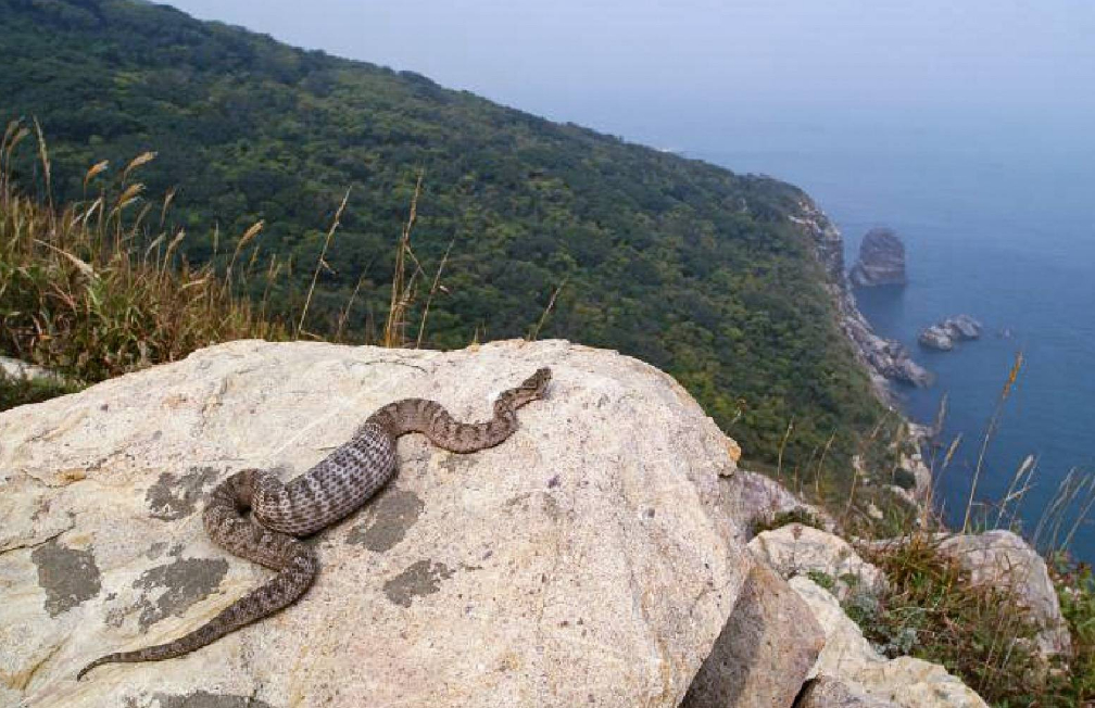 辽宁蛇岛老铁山自然保护地